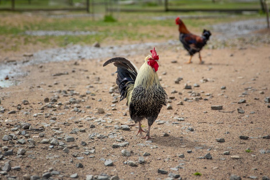Chicken Road Farm