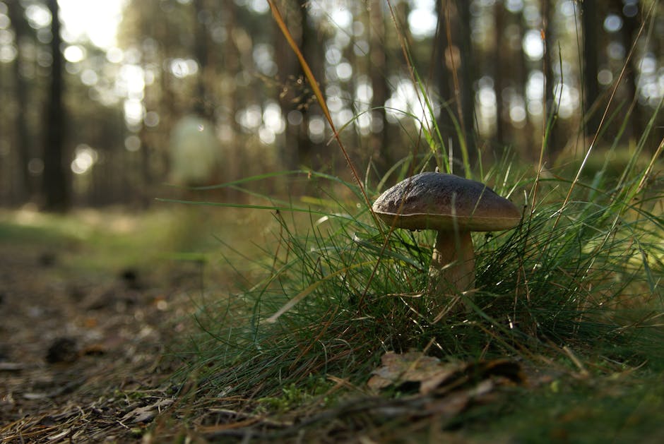 Foraging Walk at Chicken Road