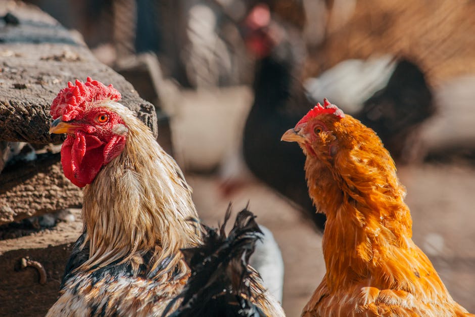 Free-range chickens at Chicken Road