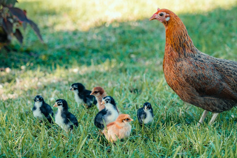 Free-Range Eggs from Chicken Road