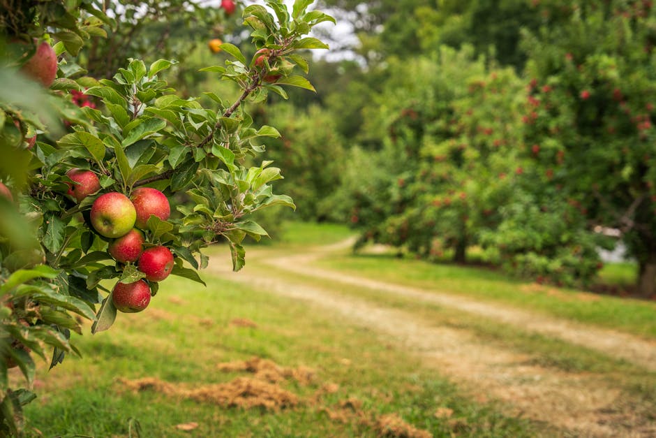 Fruit orchard at Chicken Road