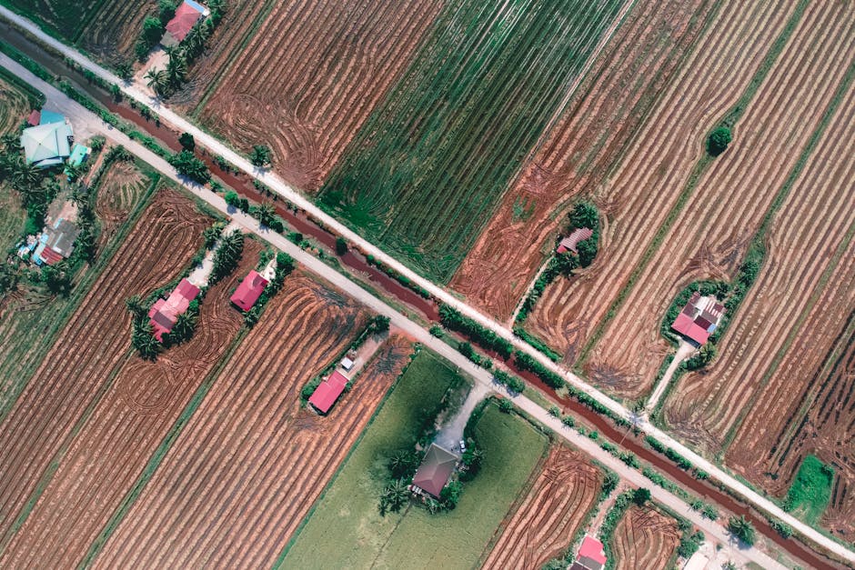 Vegetable harvest at Chicken Road